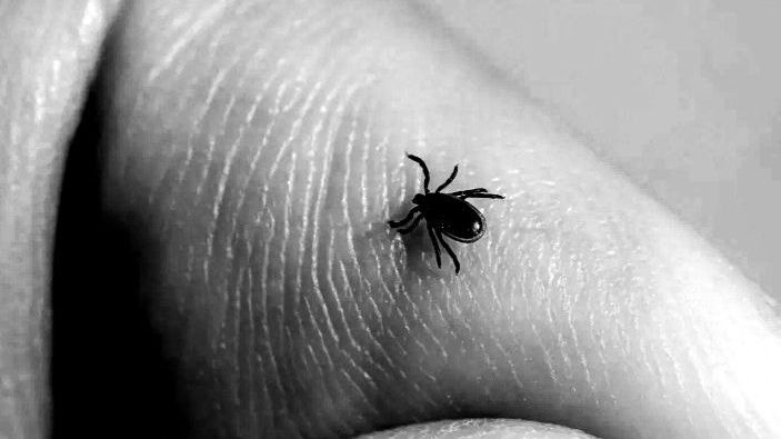 Вакцинация от клещевого энцефалита.