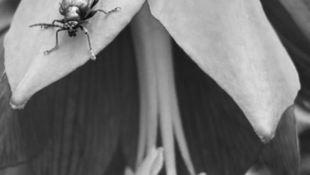 `Иллюстрация: ${item.title}`