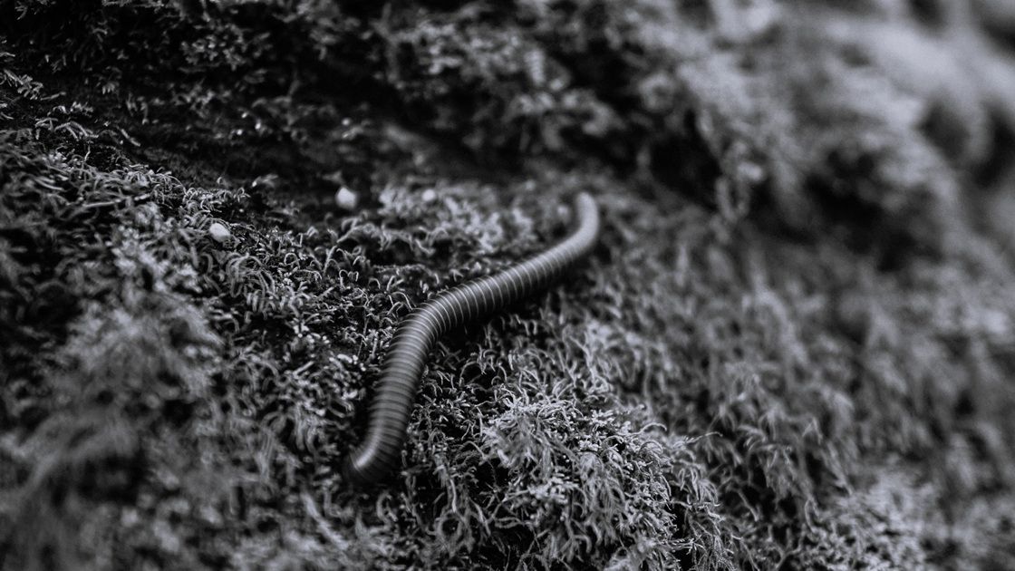 Противопаразитарная профилактика